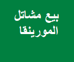 بيع مشاتل المورينقا
